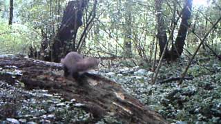 Oneeyed Stone Marten Martes foina in forest in daylight [upl. by Nimad244]