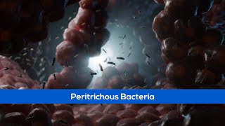 Peritrichous Bacteria  Scientific Animations [upl. by Meela]