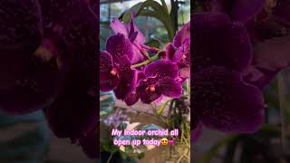 Vanda orchid💜💜💜 gorgeousflower vandaorchid shorts [upl. by Gnos223]