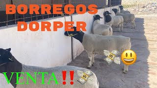 EN VENTA BORREGOS DORPER SAN FELIPE GTO📍😃💸🇲🇽🤠 [upl. by Holey]