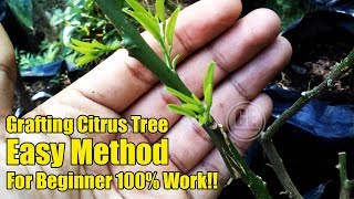 Easy Grafting Citrus Tree For Beginner 100 Work [upl. by Alric367]