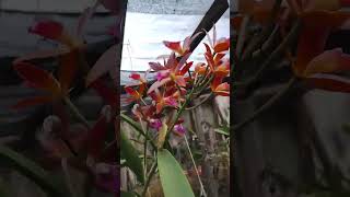 Cattleya Chocolate drops orquideascollection flowers viralvideo flores orquideas orchids [upl. by Samuela]