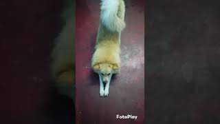 Kaavala song from jailor Dogs performance [upl. by Aicsila955]