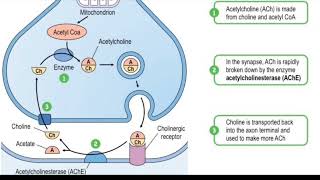 Acetylcholinesterase enzyme  biological function  regulation inhibition  Donepezil mechanism [upl. by Anirbys]