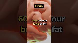 The Fatty Brain Exploring the 60 Fat Content of Your Mind [upl. by Aerdnod]