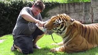 Tigers swimming and jumping  Tigres nadando e pulando [upl. by Eldorado]