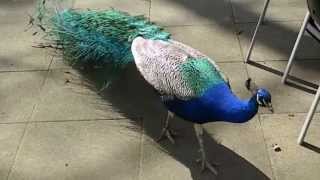 Pfau  Pavo cristatus  Peacook [upl. by Emelina188]