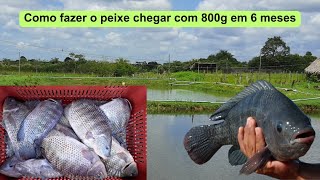 Como fazer o peixe chegar com 800 g em 6 meses [upl. by Milissent]