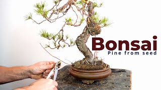 Bonsai from seed  Halepensis Pine [upl. by Leith]