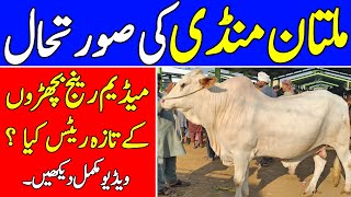 COW MANDI MULTAN  SATURDAY OR SUNDAY MANDI  UNIVERSAL TOPICS [upl. by Nierman826]