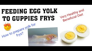 Feeding egg yolk to guppies frys How to prepare egg yolk for fish frysBest food for guppies frys [upl. by Kandy914]