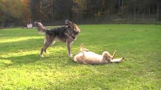 Czechoslovakian amp American Wolfdog playin´  Tschechoslowakischer amp Amerikanischer Wolfhund spielen [upl. by Jea]