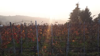 Colline Trezzo Tinella e Treiso [upl. by Leasia]