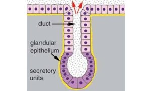 GLANDS  Histology  Anatomy  Laiq Hussain Histology  First Year MBBS [upl. by Radu]