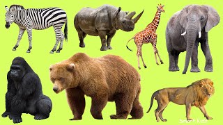 Learn names Zoo Animals in English  Learn Sounds of Zoo Animals for Kids [upl. by Ehtnax]