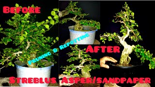 Update of Streblus Asper or Sandpaper Bonsai सेवड़ा बोनसाई from Yamadori materialbonsaitree [upl. by Nanahs287]