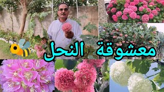 الدومبيا أو الثريا Dombeya اكليل العروس او جرس الزفاف شجيرة مزهرة عطرية وجاذبة للنحل 🐝 جميلة جداً [upl. by Nevuer]