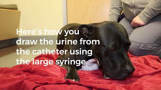 Maintaining a Urinary Catheter  SAGE Veterinary Centers [upl. by Nomit]