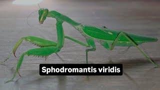 Sphodromantis viridis [upl. by Dihahs]