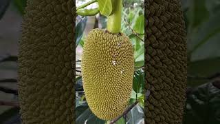 Nangka jackfruit fruit trees [upl. by Arluene]