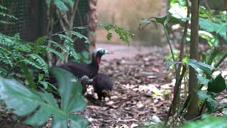 Jacutinga passeando com filhotes em viveiro no Parque das Aves [upl. by Mercie525]