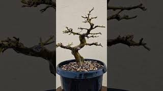 Brazilian Rain Tree Bonsai Tree adityastinytrees [upl. by Anerdna151]