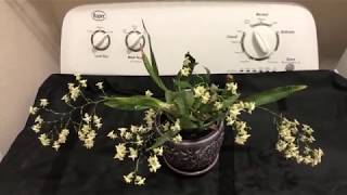 oncidium twinkle fragrance fantasy  in bloom with multiple spike [upl. by Esilahs]