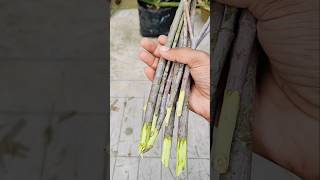 Grow oleander plant from cuttings shorts garden gardening ytshorts [upl. by Nottirb]