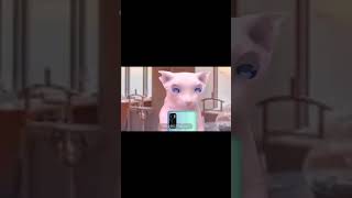 🥲 bingus бингус мемныйкот memes cat bingus [upl. by Lauryn]