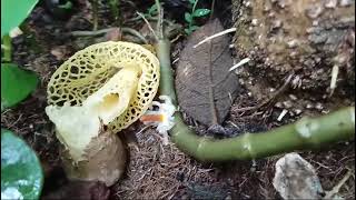 Stinkhorn mushrooms of Goa  egg stages of Phallus indusiatus at Sadolxem Canacona 3 [upl. by Eillom]