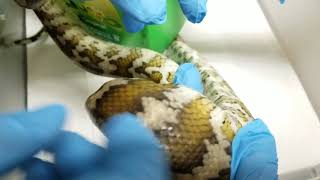 Tick REMOVAL from Carpet Python [upl. by Laurita]