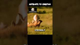 Viral Failures Antelope VS Cheetah amazingwildlife animals predator wildlife prey [upl. by Hortensia407]