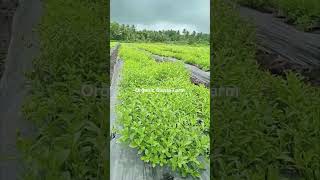 Organic Stevia Farm Video taken on 09 09 2024 swadeshifarmsherbals stevia steviafarming [upl. by Padegs]