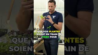 🌱Quand transplanter vos jeunes plantes agriculture farming jardin aquaponie hydroponie astuce [upl. by Byrom984]