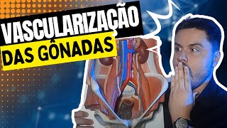 Resumão de Vascularização das Gônadas [upl. by Nyraf]