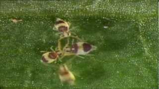 Spirngtail collembole mating dance collembola danse de reproduction [upl. by Leinad383]