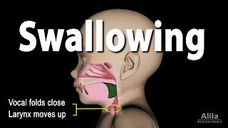 Mechanism of Swallowing Animation in Child model [upl. by Assirehs]