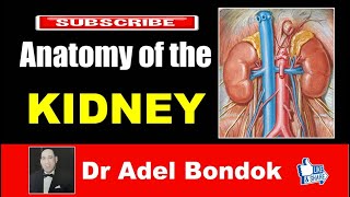 Anatomy of the Kidney Dr Adel Bondok [upl. by Kosey]