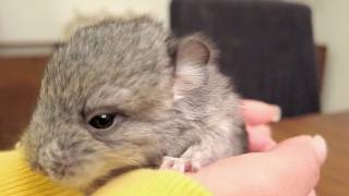 Holding a Baby Chinchilla [upl. by Wayland]