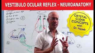 Vestibulo Ocular Reflex  Neuroanatomy [upl. by Anamuj]