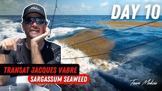 Sargassum Seaweed  Transat Jacques Vabre  Day 10 [upl. by Atnomed]