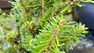 Dwarf Korean Fir Abies Koreana quotLuminettaquot 4K  Febrary 29 2024 [upl. by Dituri810]