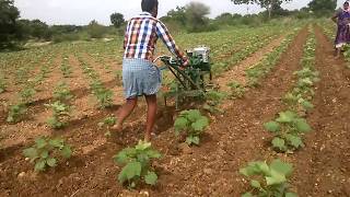 power weeder sooo fast to cultivate in cotton with 130 hours 1 acre field [upl. by Nohsyar]