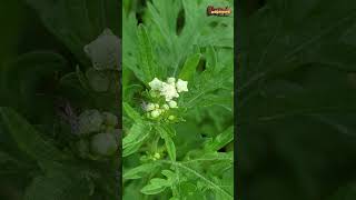 பார்த்தீனியம் தெரியுமா Parthenium weed Corrianderபார்த்தீனியம் [upl. by Noryd]