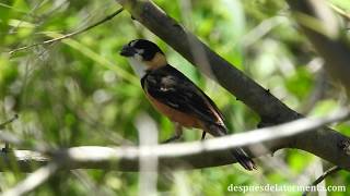 Corbatita Dominó  Rusty collared Seedeater  Sporophila collaris [upl. by Ehrenberg]