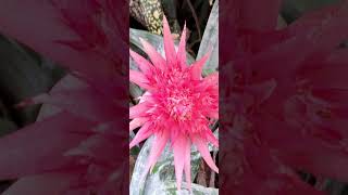 Aechmea Fasciata looks beautiful 🥰  Planting Fields Arboretum State Historic Park [upl. by Colby]