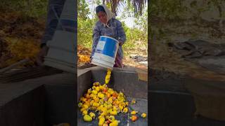 How to make cashew feni in India street food foodies streetfood shortsviral [upl. by Stulin]