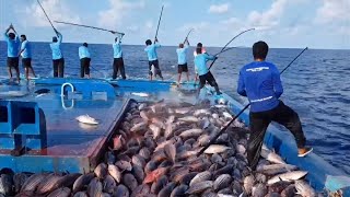 Pole and Line Tuna Fishing in Maldives [upl. by Hedi584]