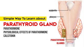 Parathyroid Gland  Parathormone  Physiological Effects of Parathormone  Calcitonin [upl. by Gustavus]