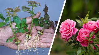 The method of growing roses from buds the whole world does not know  How to propagation Roses [upl. by Einnus]